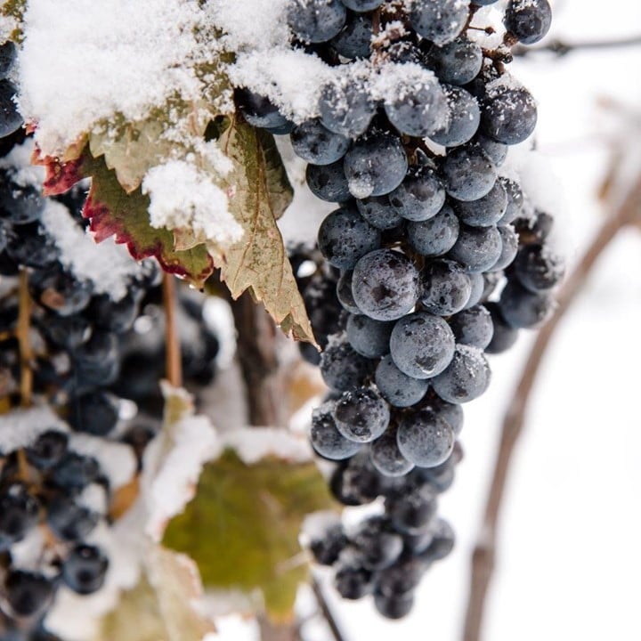Best Icewine In Ontario That You Need To Try At Least Once