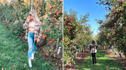 pick your own apples pec